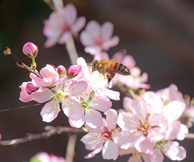 小梅桜に蜂さん　（2）花粉団子つけて