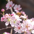 小梅桜に蜂さん　♪２　花粉団子つけて