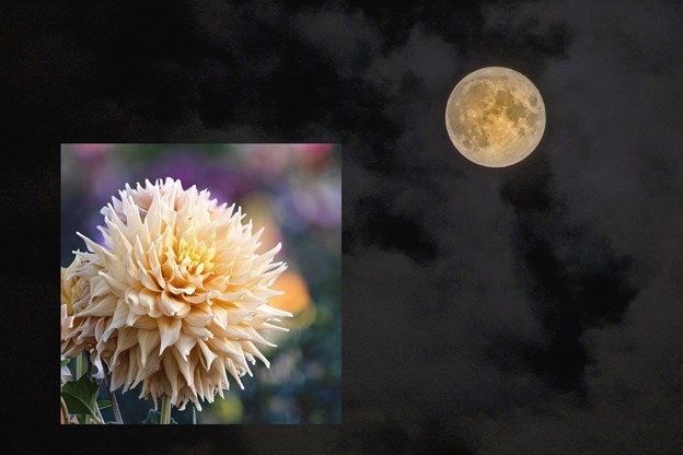 Photos: 「満月と満月」