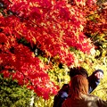 Photos: 紅葉を撮る