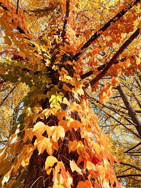 巨木、秋を装う。