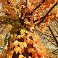 Photos: 巨木、秋を装う。