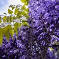 the wisteria flowers