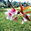 Photos: 葉桜