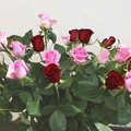 Photos: ばらの花－１
