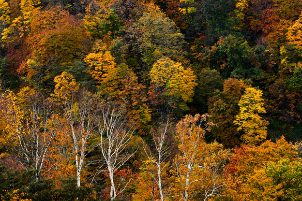 湯沢高原の秋