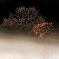晩秋の木々