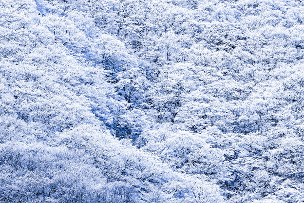 Photos: 雪の樹林