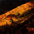 Photos: 秋の斜光