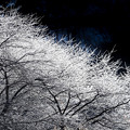 凍る木々