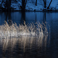 Photos: 冬の湖畔