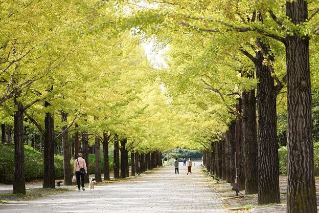 Photos: あづま総合運動公園のイチョウ並木