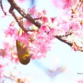 Photos: 河津桜♪