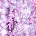 Photos: 香る春♪