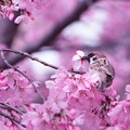Photos: スズメだって春が　好き！