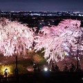 Photos: 夜景の見える枝垂れ桜ライトアップ♪