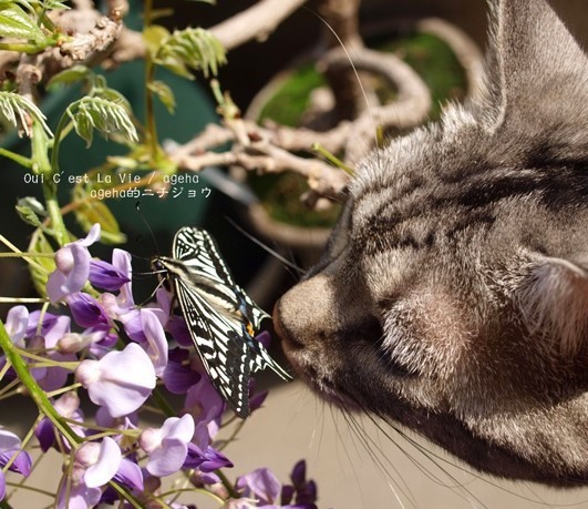 福島藤盆栽とネコと蝶。