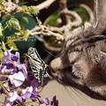 Photos: 福島藤盆栽とネコと蝶。