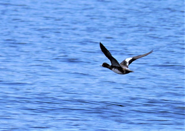 Photos: 三方湖に飛ぶ水鳥