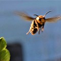 Photos: スズメ蜂の攻撃
