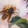 Photos: 山茶花にスズメ蜂