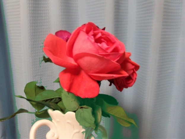 花瓶の薔薇