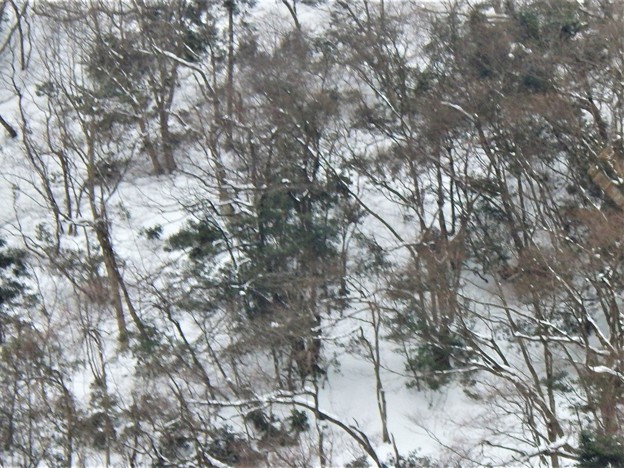 雑木林の雪