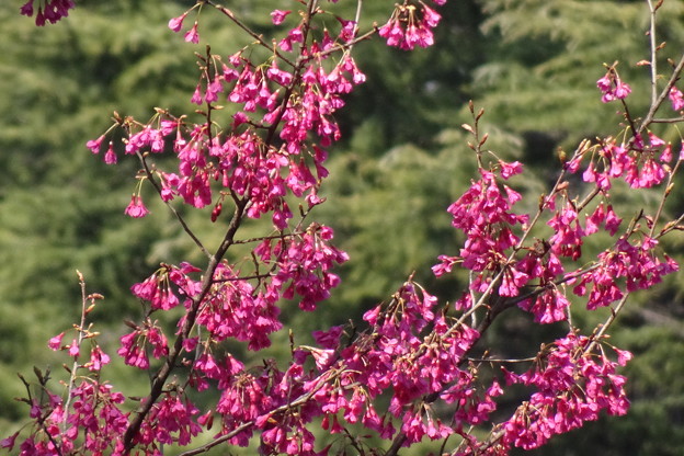 タイワンヒザクラ（台湾緋桜）