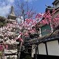 Photos: 小さい桜 み～つけた！！