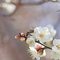 Photos: 春を先取り♪