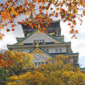 Photos: 大阪城を彩って＾＾