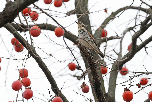 Photos: やっと冬鳥さんが＾＾