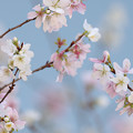 Photos: 冬の桜さんは優しくて♪