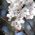 Photos: 咲きはじめの初々しさに♪