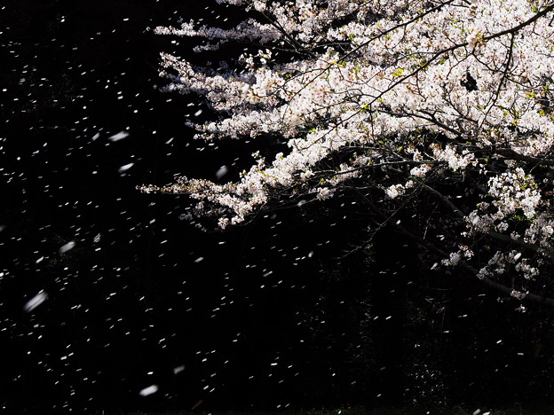 桜吹雪1
