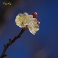 Photos: 初春