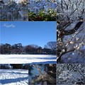 Photos: 雪のあとさき