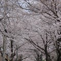 桜トンネル＜４＞