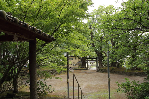 諏訪神社の新緑