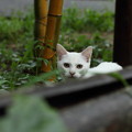 Photos: ノラ猫子猫・・竹林園