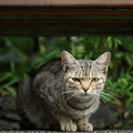 Photos: 竹林園にはノラ猫が多い