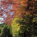 湯出神社裏の紅葉