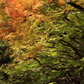 まだ緑が多い紅葉・・湯出神社