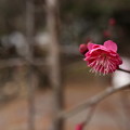 Photos: 紅梅咲きだす・・梅林園