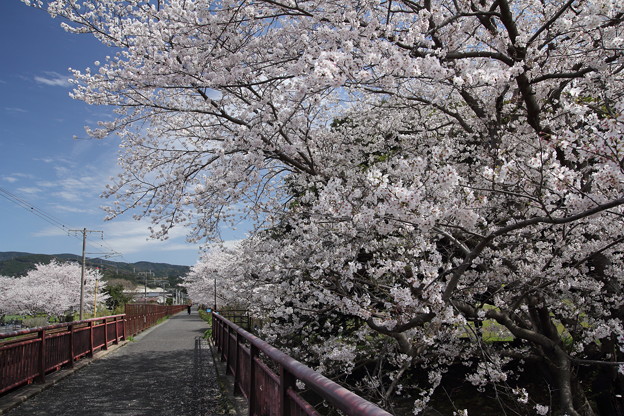 遊歩道（旧山野線）の桜