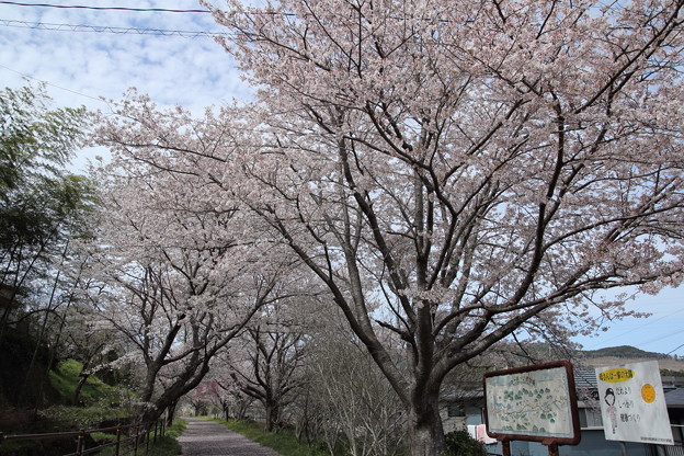 桜・・遊歩道（長野）