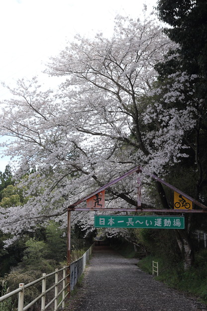 桜・・遊歩道（長野）