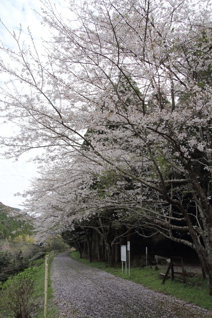 桜・・遊歩道