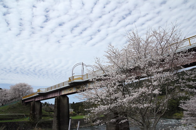 なのはな橋と桜・・深川