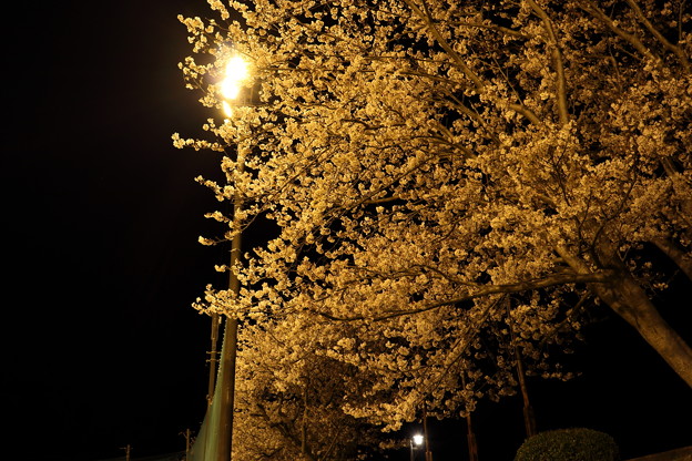夜桜・・浜グランド